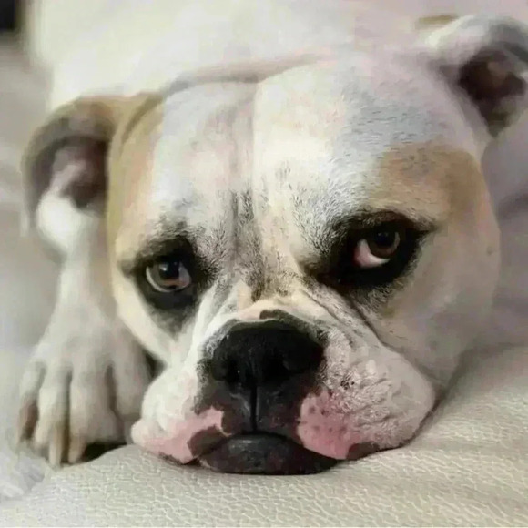 💟Women’s American Eagle Super Stretch Jean Shorts - Picture 9 of 12